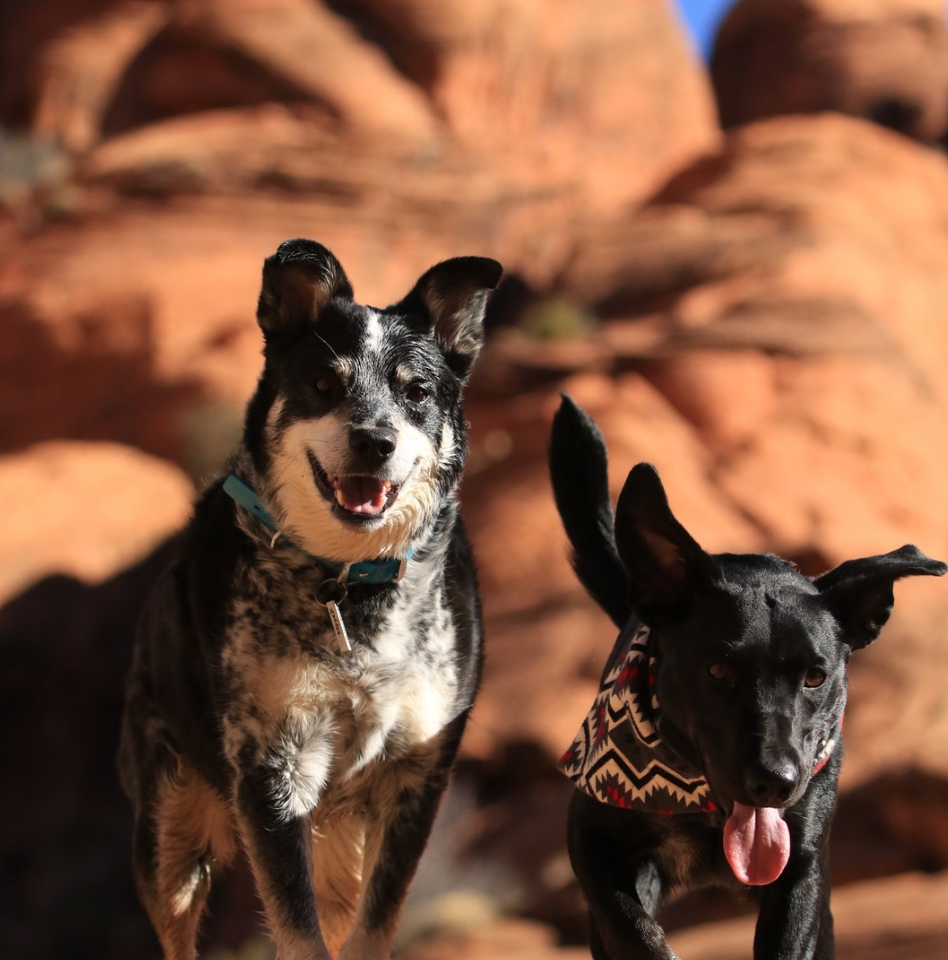 Veterinary Clinics Can Benefit from the Use of Clinical Aromatherapy