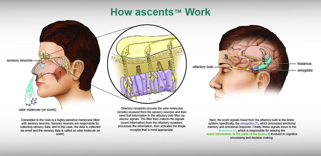 Scent Habituation and Aromatherapy: Combatting Olfactory Fatigue in Clinical Application