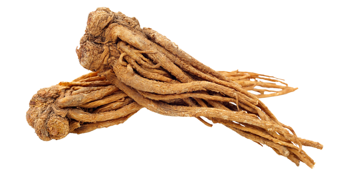 Aromatherapy for Pain Management: Archangelica Root