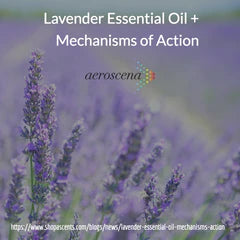 Lavender Essential Oil: Mechanisms of Action for Decreasing Anxiety and Stress