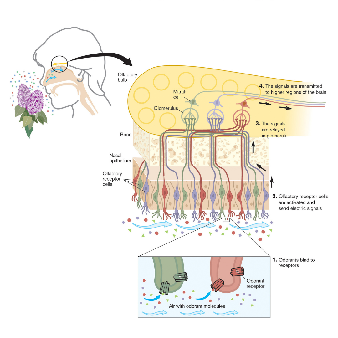 Essential Oils and Aromatherapy for Pain Relief